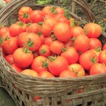 tomatinhosorg2 (2)